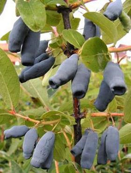 Jagoda kamczacka Wołoszebnica