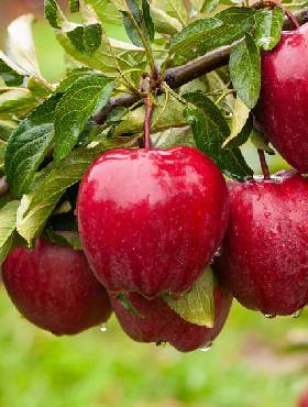 Jabłoń Red Delicious w doniczce
