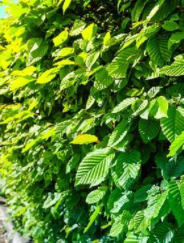 Grab Pospolity PREMIUM SADZONKI Plant Pack