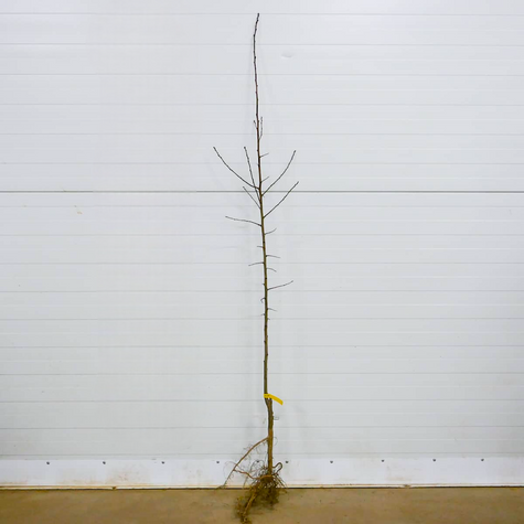 Śliwa japońska Shiro START PACK