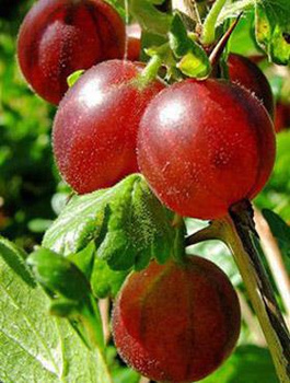 Agrest czerwony krzaczasty