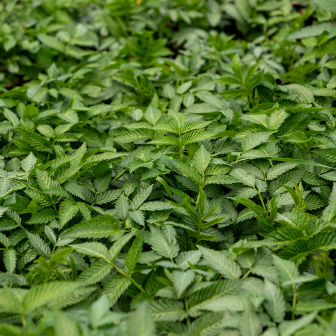 Malinotruskawka w doniczce