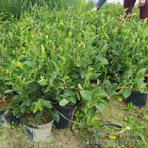 Borówka amerykańska BLUEGOLD średniopóźna (C2)