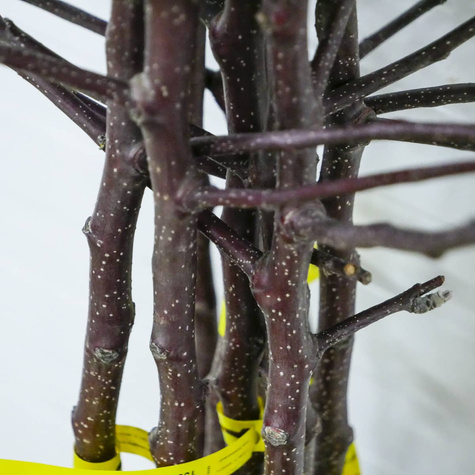 Jabłoń typu Red Loove czerwony miąższ START PACK