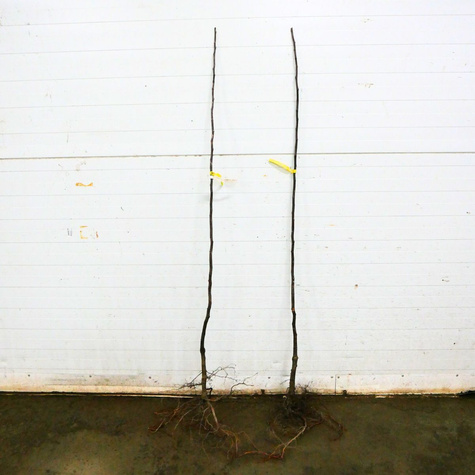 Pigwa gruszkowa Bereczki