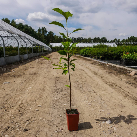 Podkładka Czereśni I Wiśni Czereśnia Ptasia Silnie Rosnąca (C2)