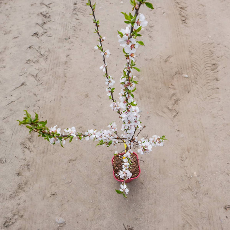 Wiśnia kosmata Czerwony Ninja (C2)