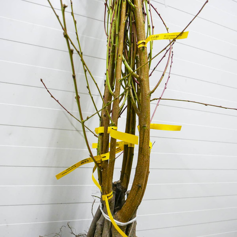 Brzoskwinia Dixired Start Pack