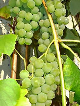 Winorośl winogrona Ontario