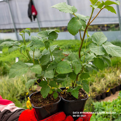 Jeżyna wielkoowocowa bezkolcowa NAVAHO