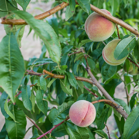 Brzoskwinia Harco START PACK