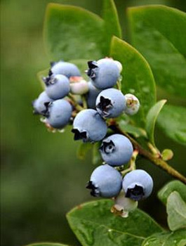 Borówka amerykańska NORTLAND (C5)