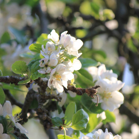 Jabłoń Novamac parchoodporny