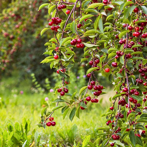Wiśnia Nana Start Pack