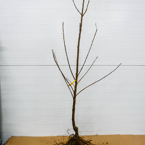 Czereśnia półkarłowa Carmen o dużych owocach START PACK