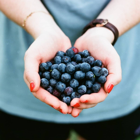 RECORD borówka średnio-późna