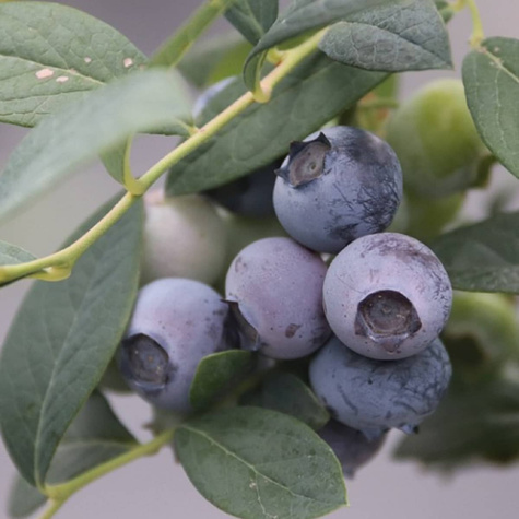 Borówka amerykańska Hardy Blue średniowczesna (C5)