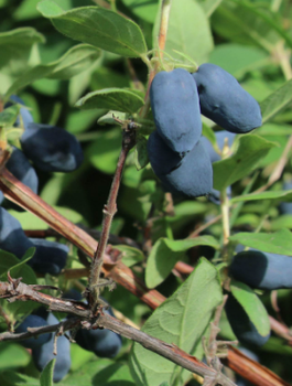 Jagoda kamczacka Bakczarskij Velikan