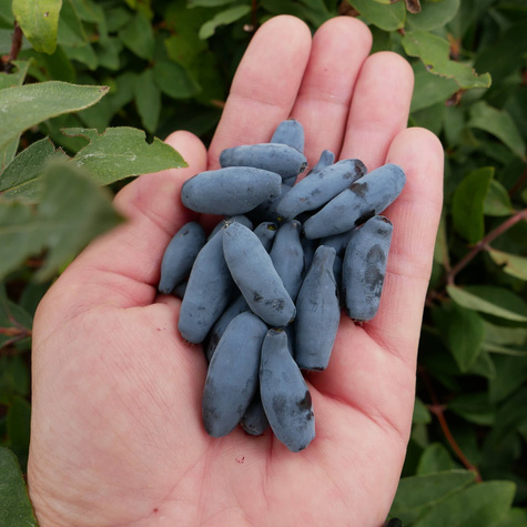 Jagoda kamczacka Vostorg