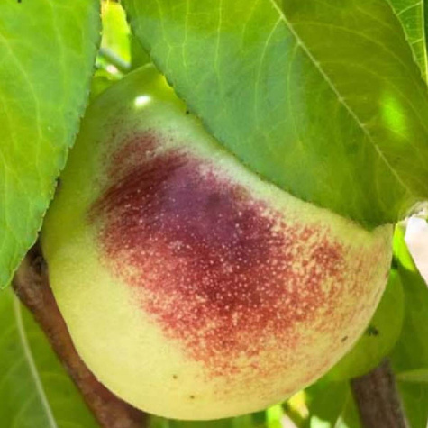 Nektaryna Artic Jay START PACK