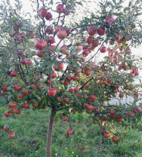 Jabłoń Typu Ariwa Parchoodporna START PACK