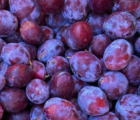 Śliwa typu Toped Plus wczesna duża START PACK