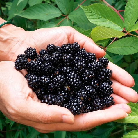 Jeżyna bezkolcowa START PACK