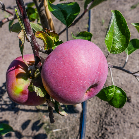 Jabłoń Red Cortland START PACK