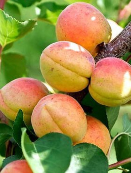 Morela Sundrop START PACK