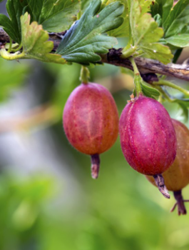 Agrest czerwony bezkolcowy Captivator doniczka w doniczce