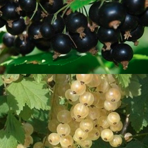 Duo porzeczka biało-czarna na pniu Start Pack