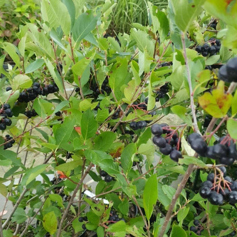 Aronia czarnoowocowa Amit w doniczce