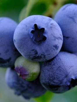 Borówka amerykańska Brigitta