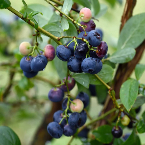 Borówka amerykańska wysoka Pelle (C2)