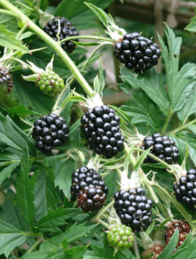 Jeżyna bezkolcowa Thornfree sadzonki