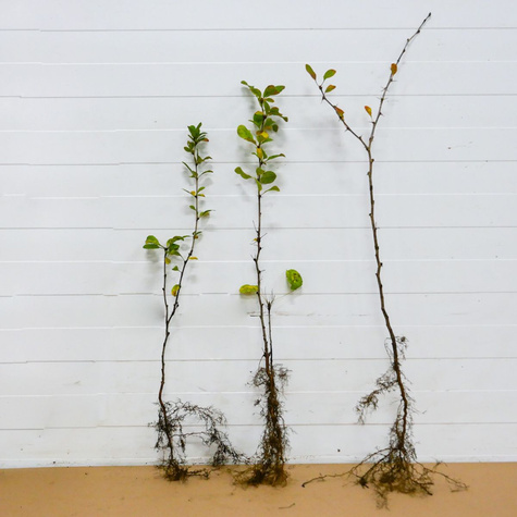 Berberys Zwyczajny Na Żywopłot Plant Pack