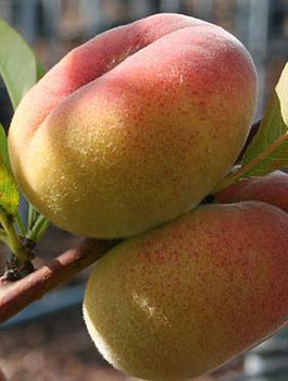 Brzoskwinia Sendwich weiss START PACK