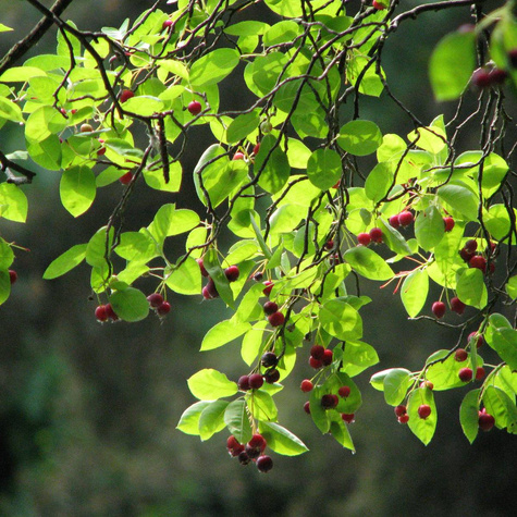 Świdośliwa olcholistna Amela