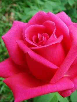 Róża wielkokwiatowa Różowa Cryterion w balocie