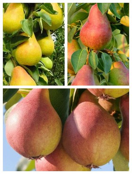 Zestaw Grusz Kolumnowych