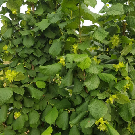 Orzech laskowy Bergera START PACK