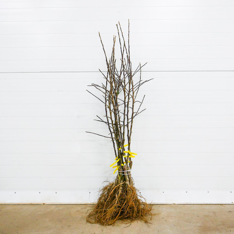 Jabłoń Witos Parchoodporny