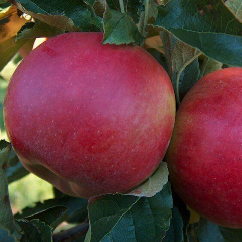 Jabłoń typu Idaredest START PACK