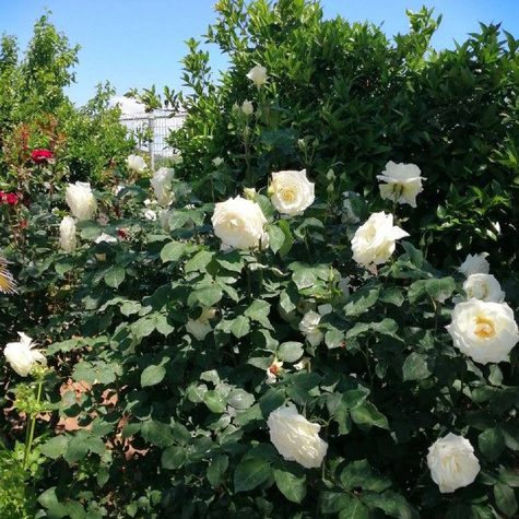 Róża Chopin Licencjonowana Królowa święta róż! Mrozoodporna