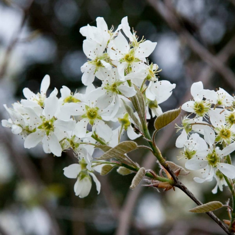 Świdośliwa olcholistna Mandam