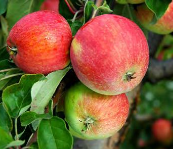 Jabłoń Sztetyna czerwona w doniczce