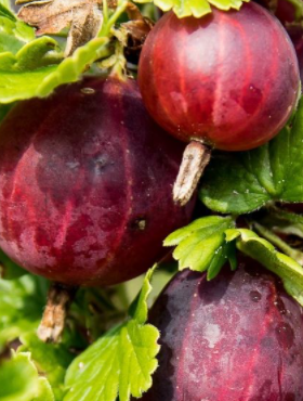 Agrest czerwony Sewierny Kapitan na pniu w doniczce