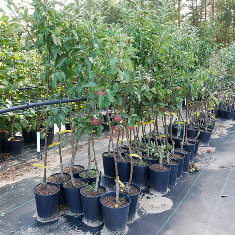 Jabłoń Elise Eliza w doniczce