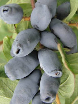 Jagoda kamczacka Brązowa