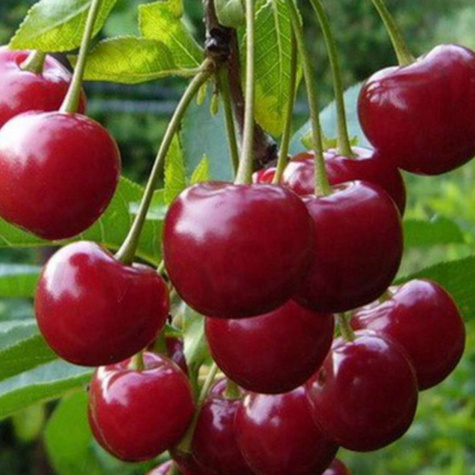 Wiśnia Sabina START PACK